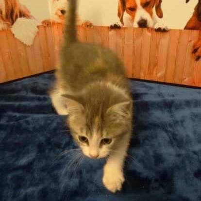 Heliotrope - Kitten photo 3
