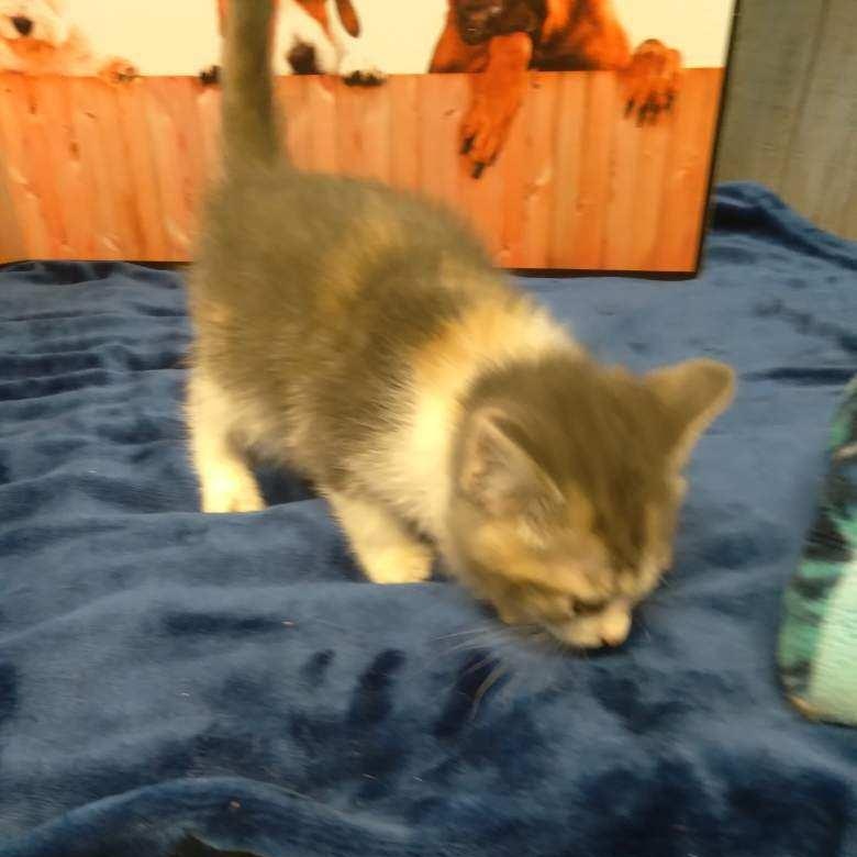 Heliotrope - Kitten photo 4