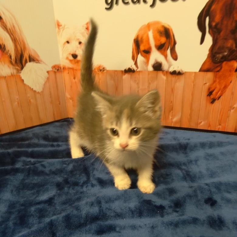 Heliotrope - Kitten, Baby Female Dilute Tortoiseshell