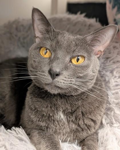 Gabby, Adoptable, Adult Female Domestic Short Hair & Domestic Short Hair.