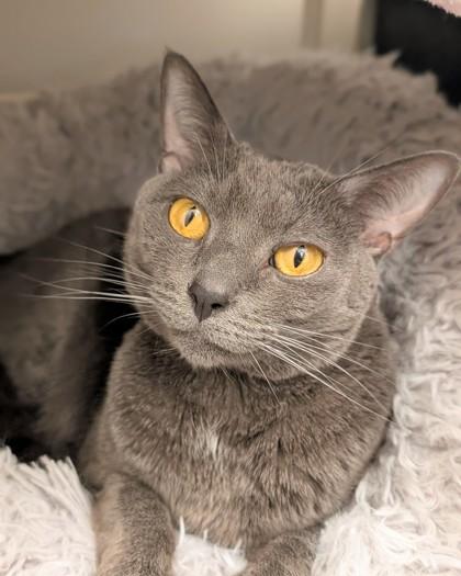 Enlarge Gabby, a Adoptable mixed breed in Saint Petersburg, FL image 2/3