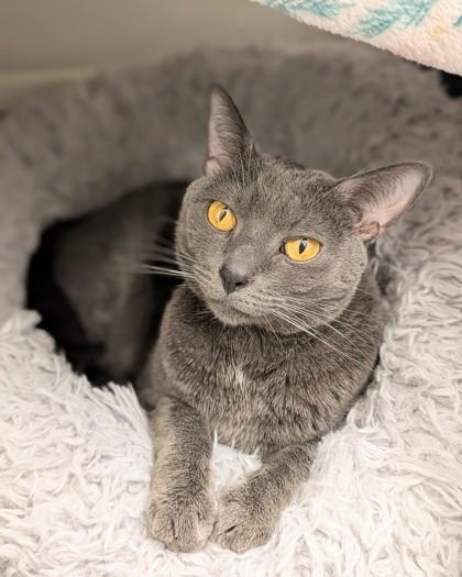 Enlarge Gabby, a Adoptable mixed breed in Saint Petersburg, FL image 3/3