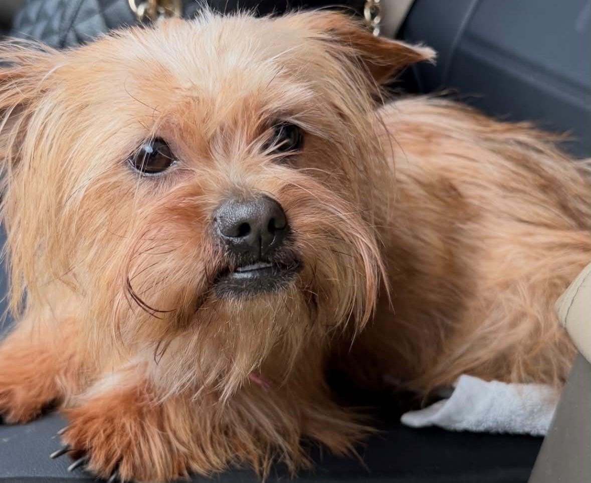 Enlarge LibbyBelle, a Adoptable Yorkshire Terrier in Memphis, TN image 1/1