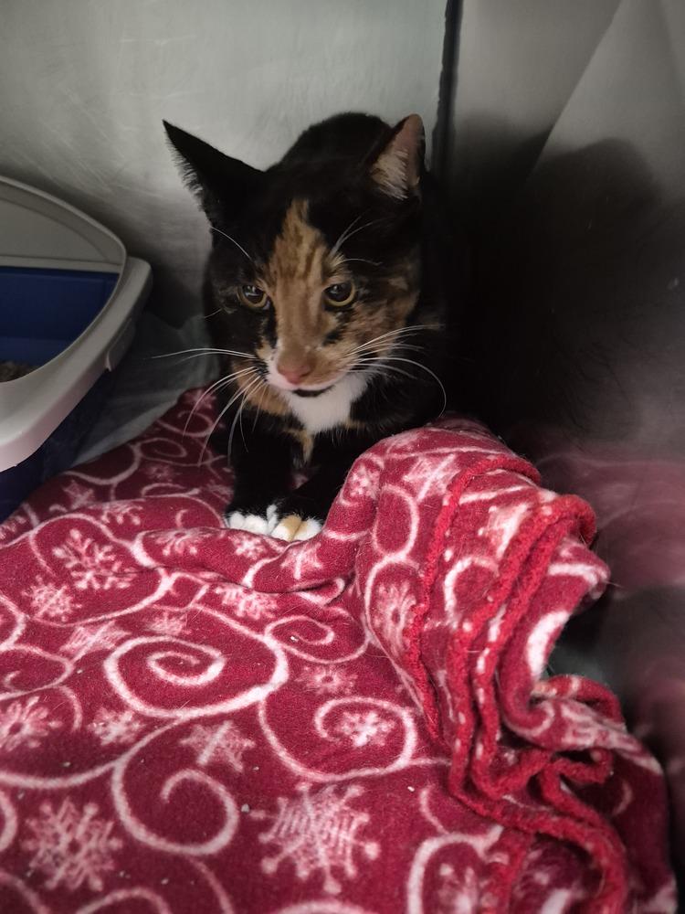 Enlarge Simone, a Adoptable mixed breed in Linton, IN image 1/1