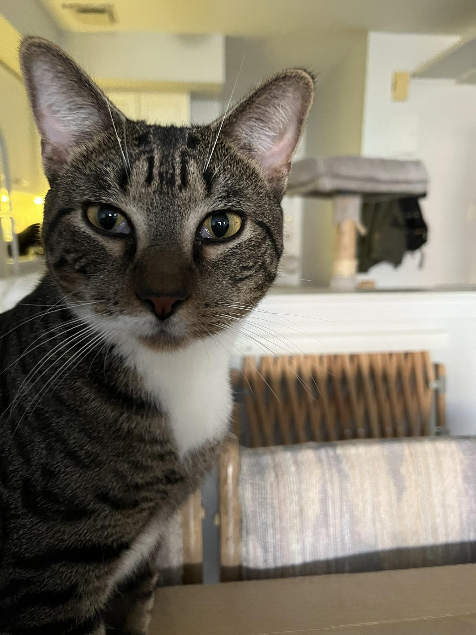 Enlarge Louis (m), a Adoptable mixed breed in Fresh Meadows, NY image 2/5