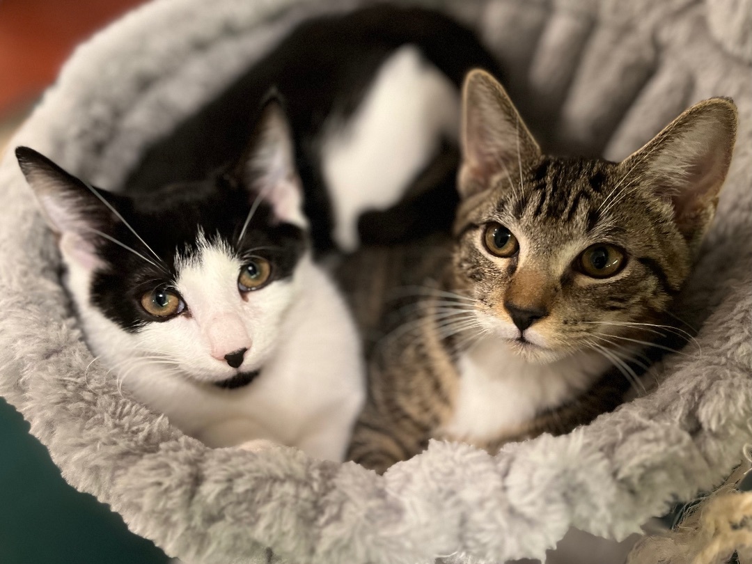 Enlarge Louis (m), a Adoptable mixed breed in Fresh Meadows, NY image 5/5