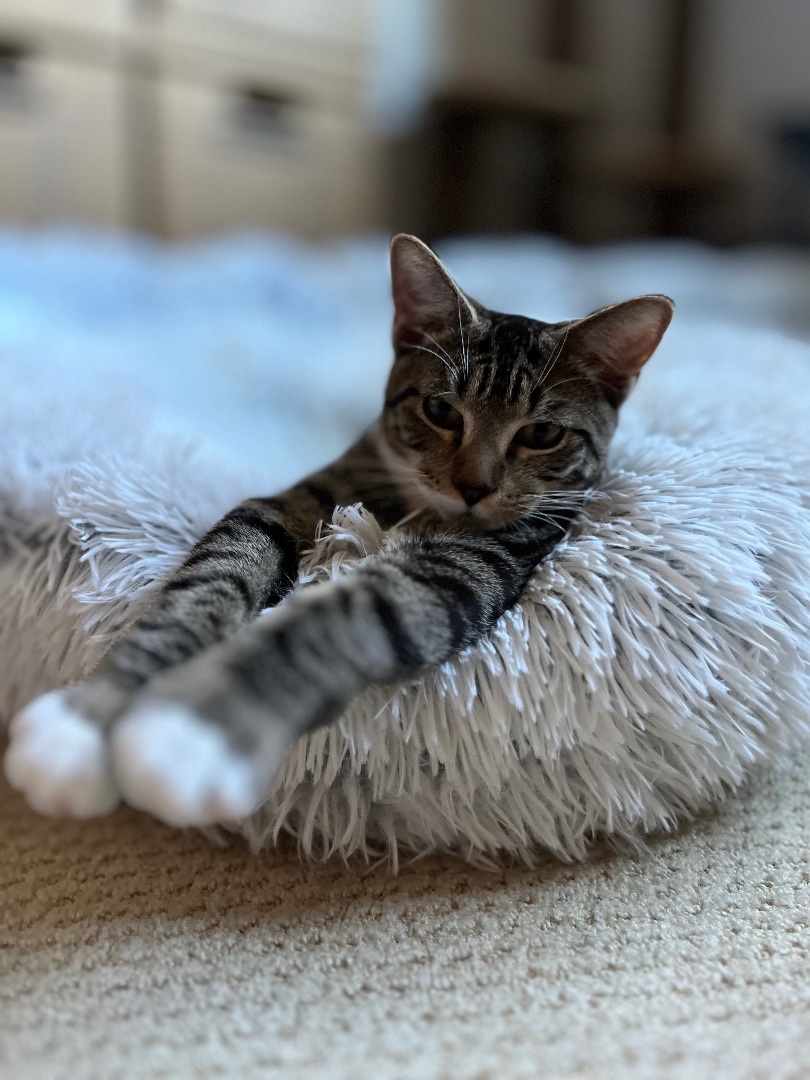 Louis (m), Adoptable, Adult Male Domestic Short Hair & Tabby.