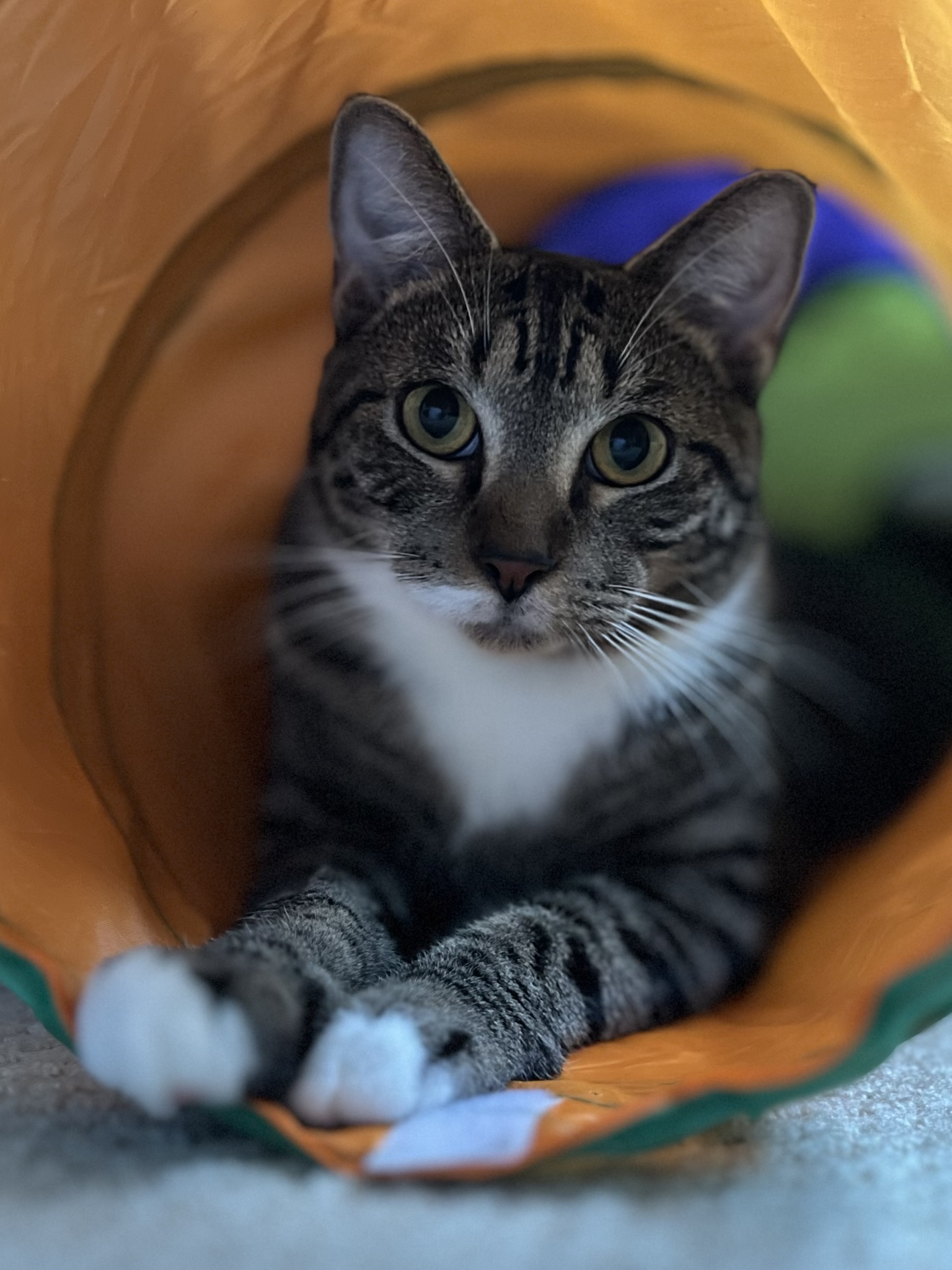 Enlarge Louis (m), a Adoptable mixed breed in Fresh Meadows, NY image 4/5