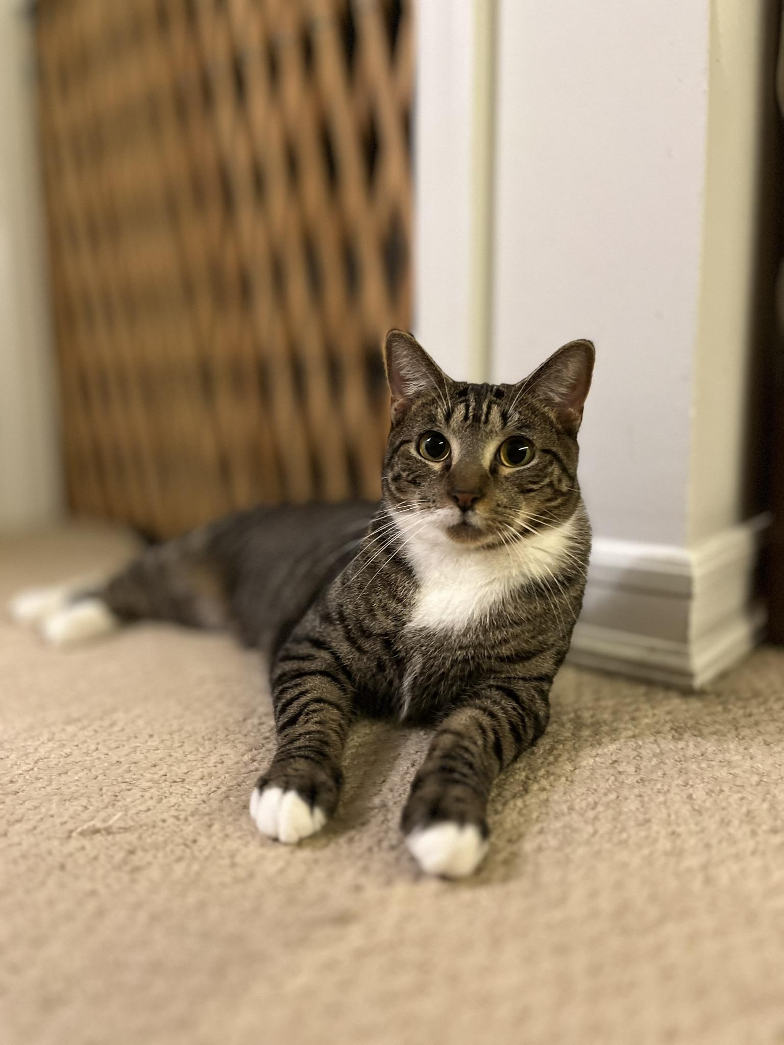 Enlarge Louis (m), a Adoptable mixed breed in Fresh Meadows, NY image 3/5