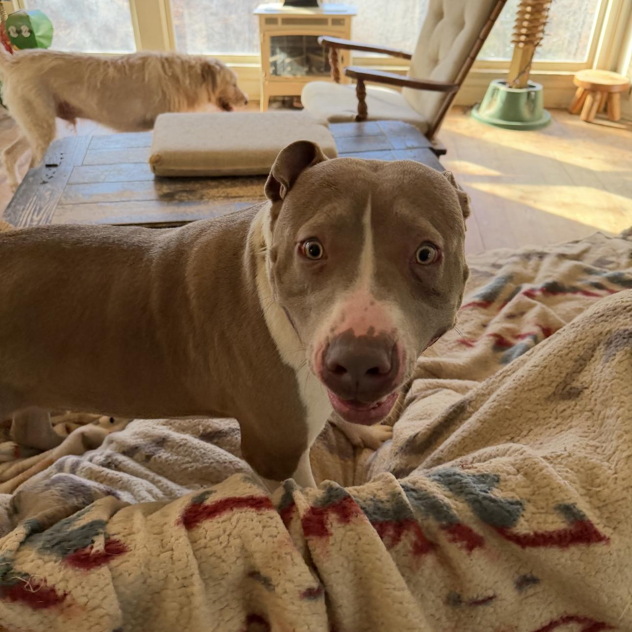 Tank Jr, Adoptable, Young Male Pit Bull Terrier.