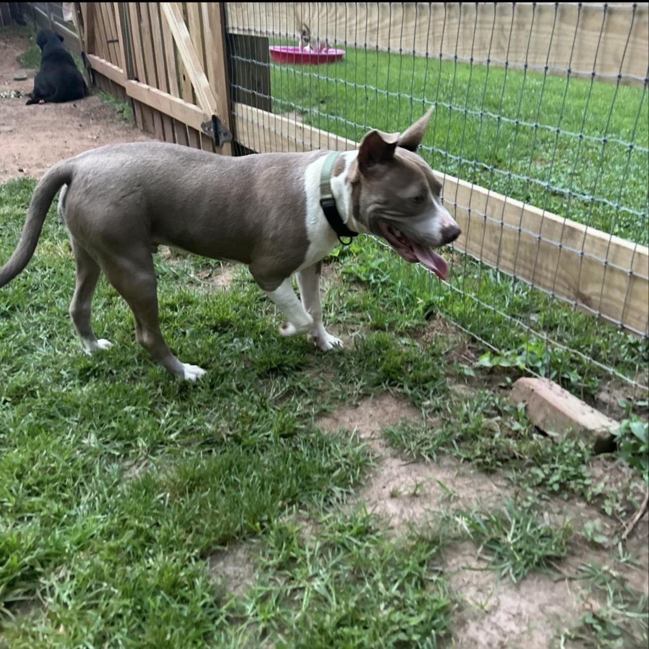 Enlarge Tank Jr, a Adoptable mixed breed in CUMMING, GA image 4/5