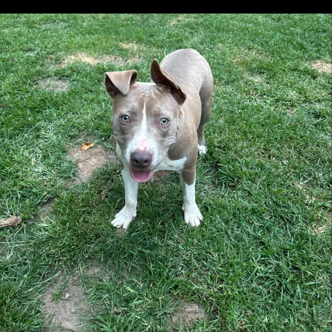 Enlarge Tank Jr, a Adoptable mixed breed in CUMMING, GA image 5/5