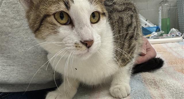 Enlarge MEW-SIC BOX, a Adoptable Domestic Short Hair in Peoria, IL image 1/1