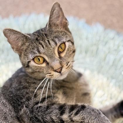 Momma Harper, a Adoptable mixed breed in East Montpelier, VT image 1/3