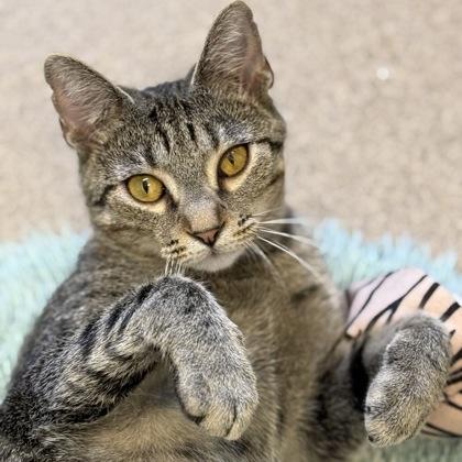 Momma Harper, Adoptable, Adult Female Domestic Short Hair & Domestic Short Hair.