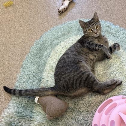 Momma Harper, a Adoptable mixed breed in East Montpelier, VT image 3/3