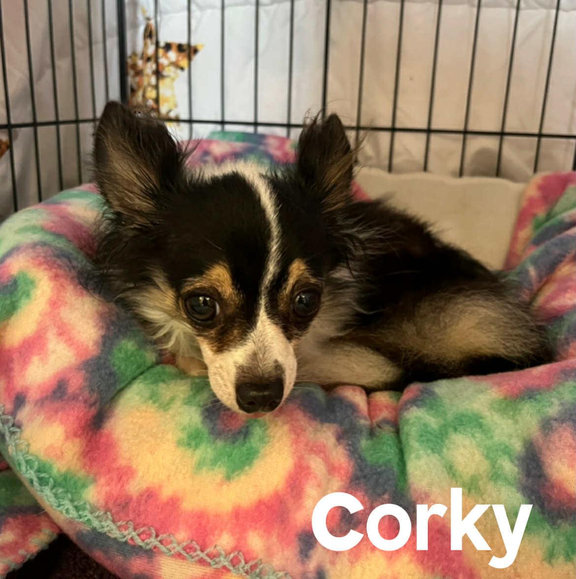 Corkey