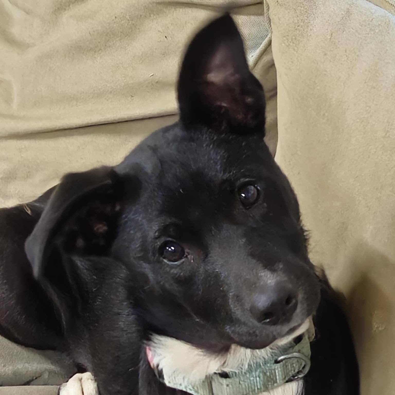 Keeley, Adoptable, Puppy Female Border Collie.
