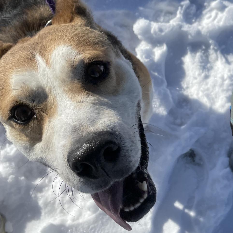 Enlarge Marshmallow, a Adoptable mixed breed in Marysville, OH image 2/6