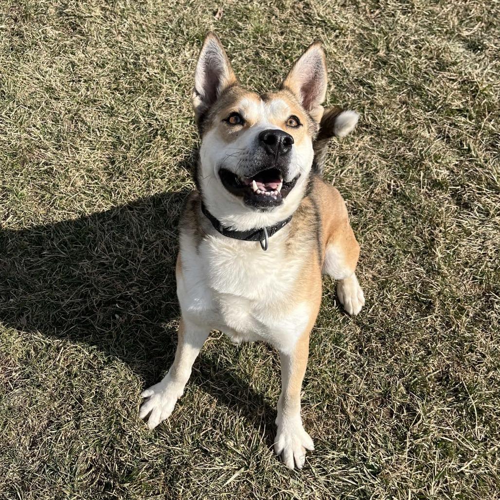 Enlarge Marshmallow, a Adoptable mixed breed in Marysville, OH image 4/6
