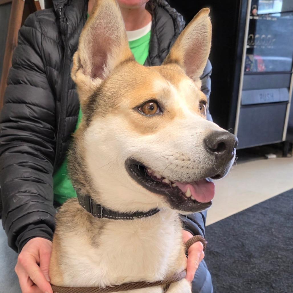Enlarge Marshmallow, a Adoptable mixed breed in Marysville, OH image 5/6