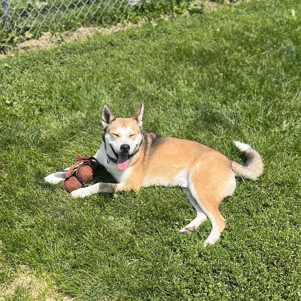 Enlarge Marshmallow, a Adoptable mixed breed in Marysville, OH image 6/6