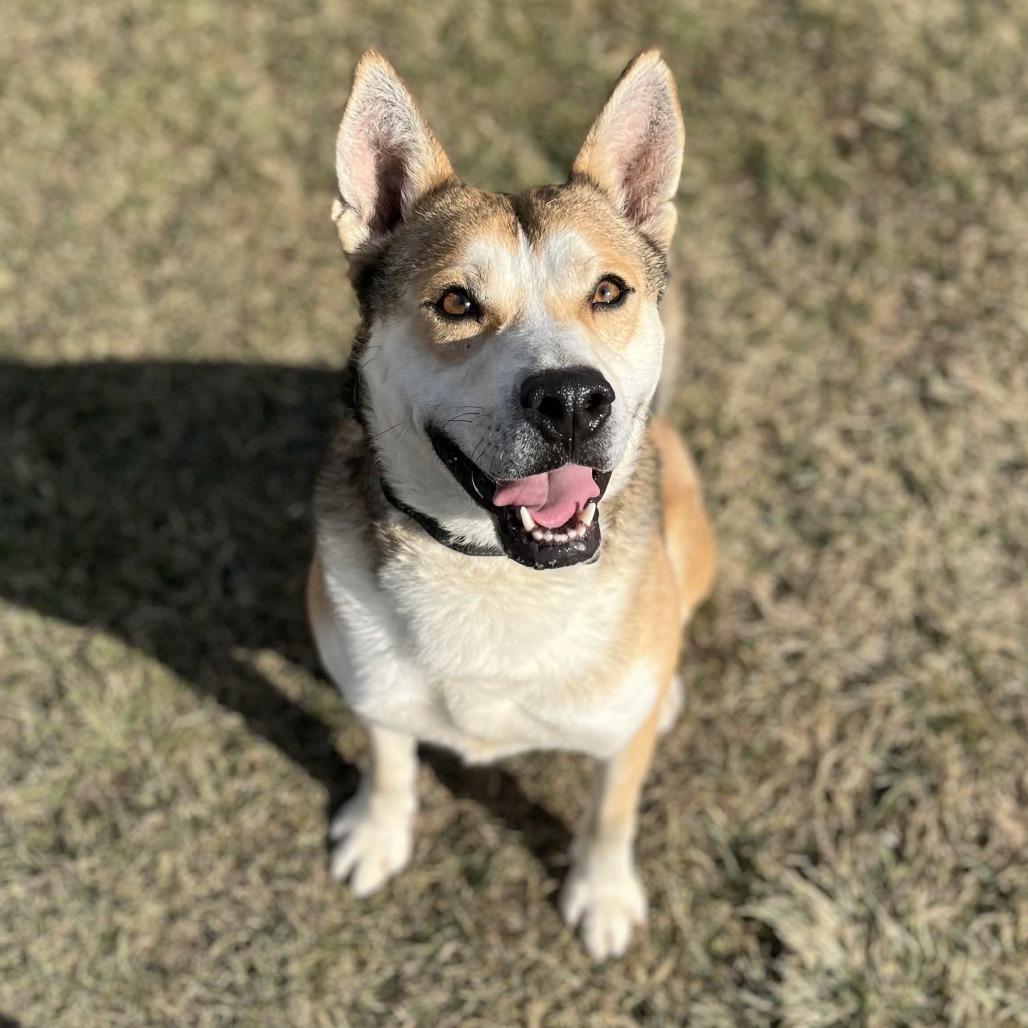 Enlarge Marshmallow, a Adoptable mixed breed in Marysville, OH image 6/6