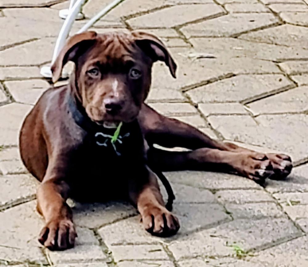 Enlarge Holland, a Adoptable mixed breed in Loveland, OH image 4/6