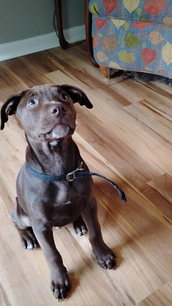 Enlarge Holland, a Adoptable mixed breed in Loveland, OH image 5/6
