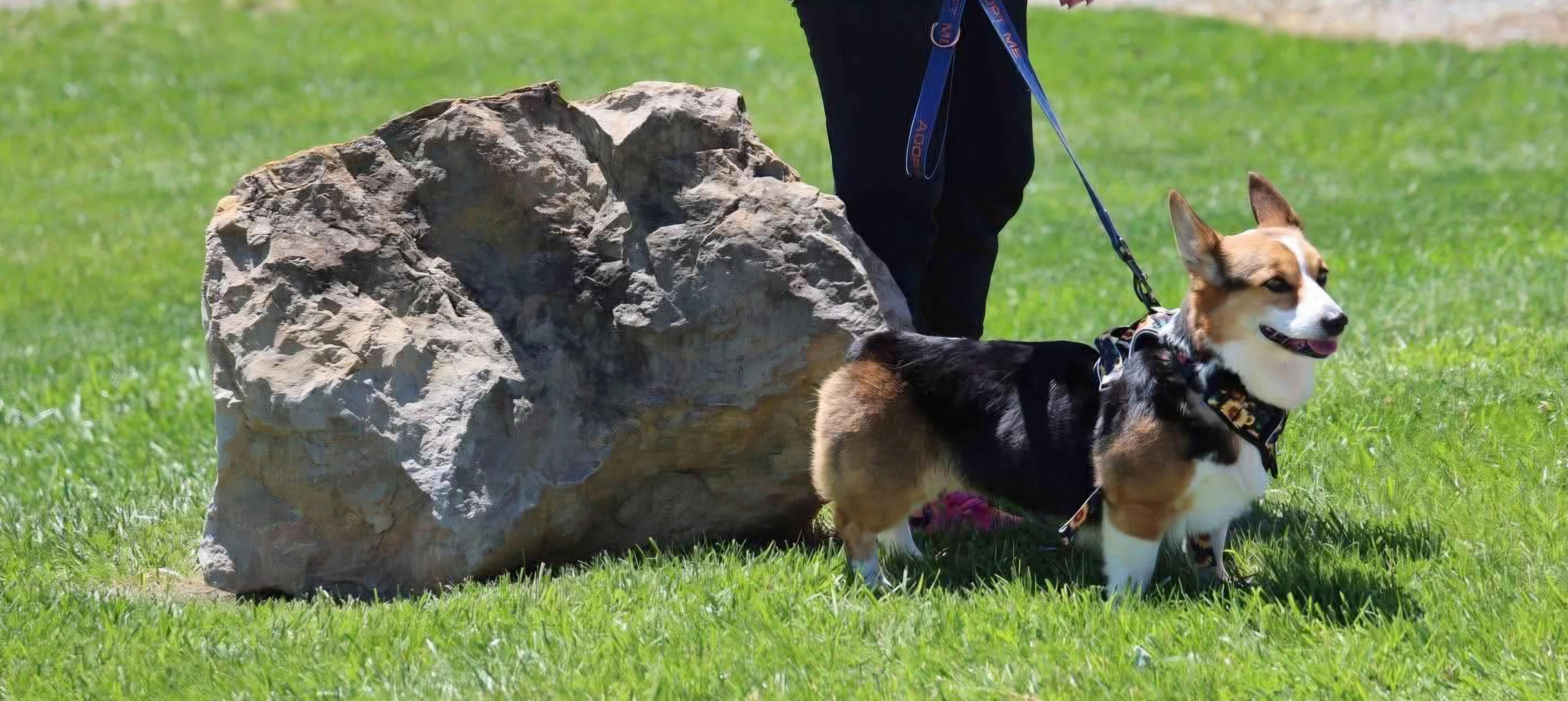 SCARLETT tinycauseadopt@gmail.com , an adoptable Corgi in Vandergrift, PA image 5/5
