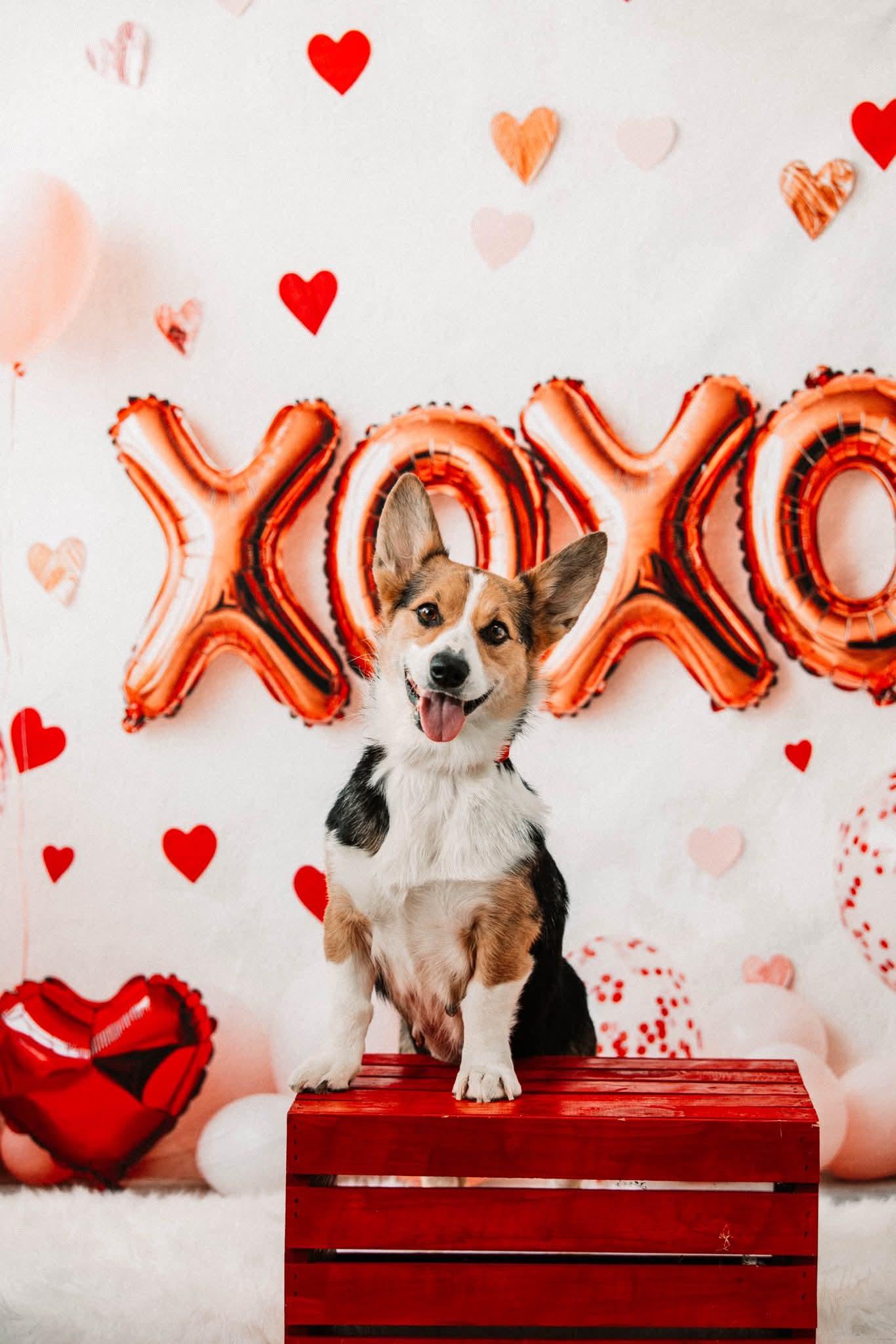 SCARLETT tinycauseadopt@gmail.com , a ADOPTABLE Corgi in Vandergrift, PA image 1/3