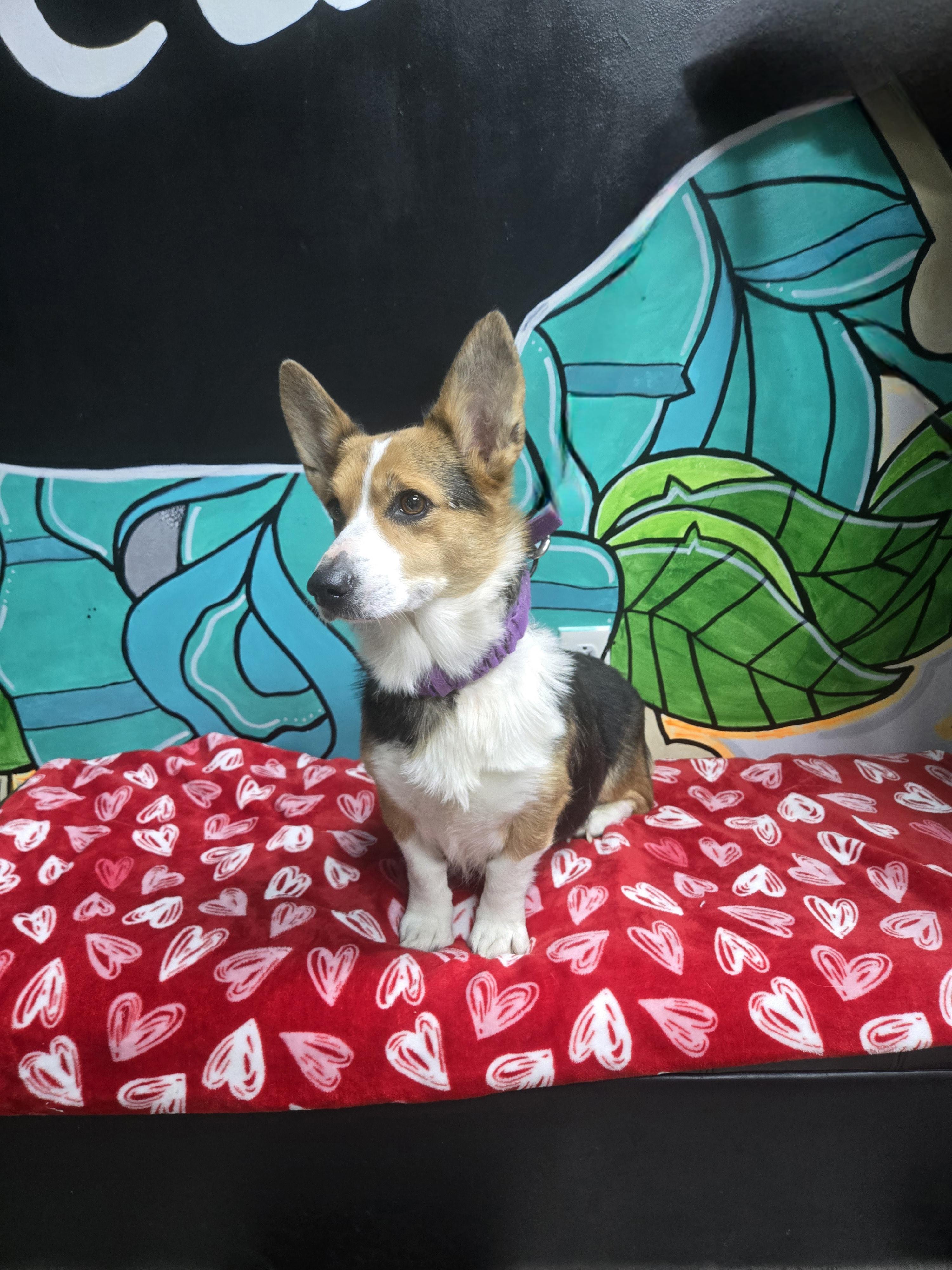 SCARLETT tinycauseadopt@gmail.com , a ADOPTABLE Corgi in Vandergrift, PA image 3/3
