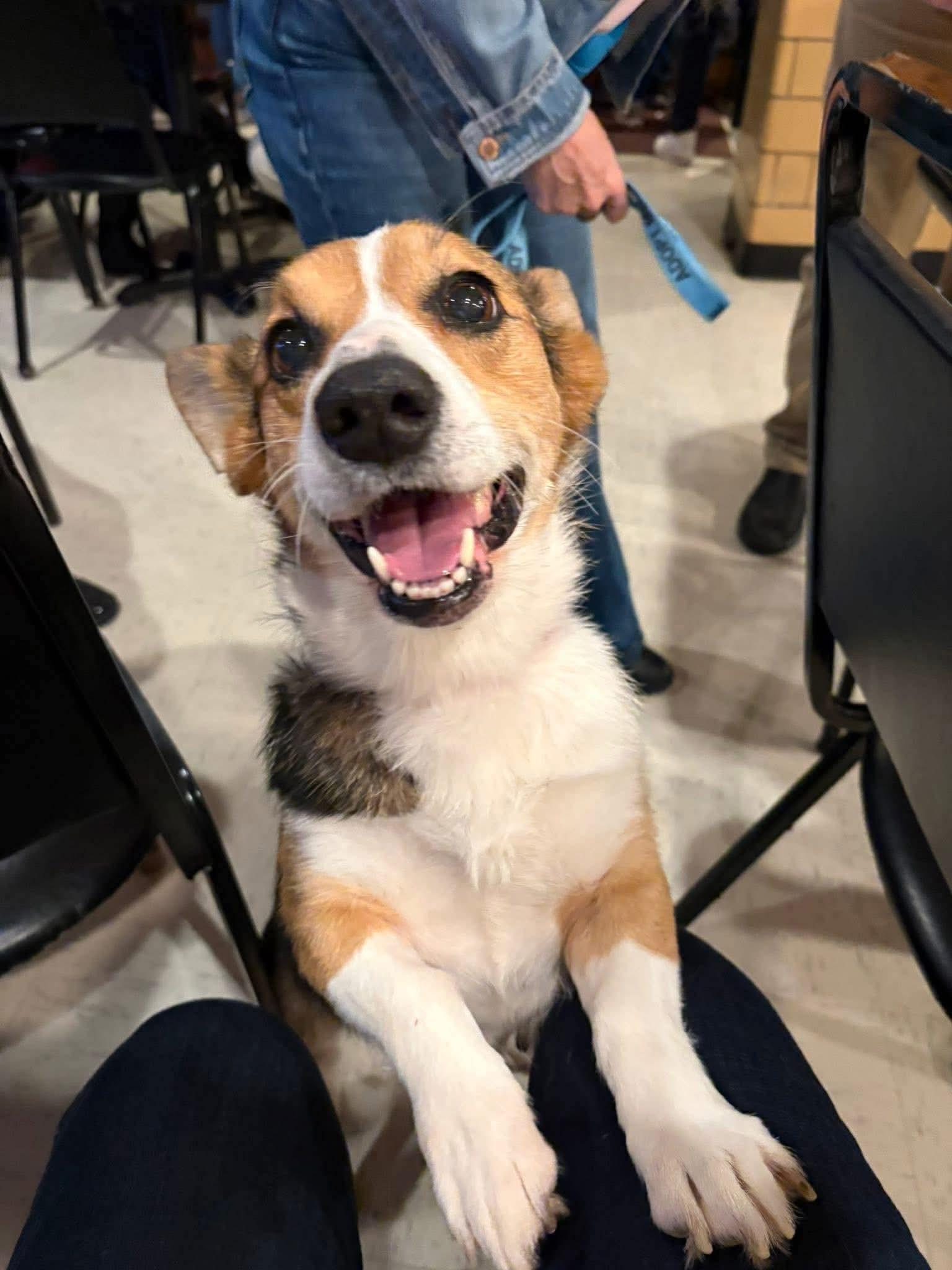 SCARLETT tinycauseadopt@gmail.com , an adoptable Corgi in Vandergrift, PA image 4/5