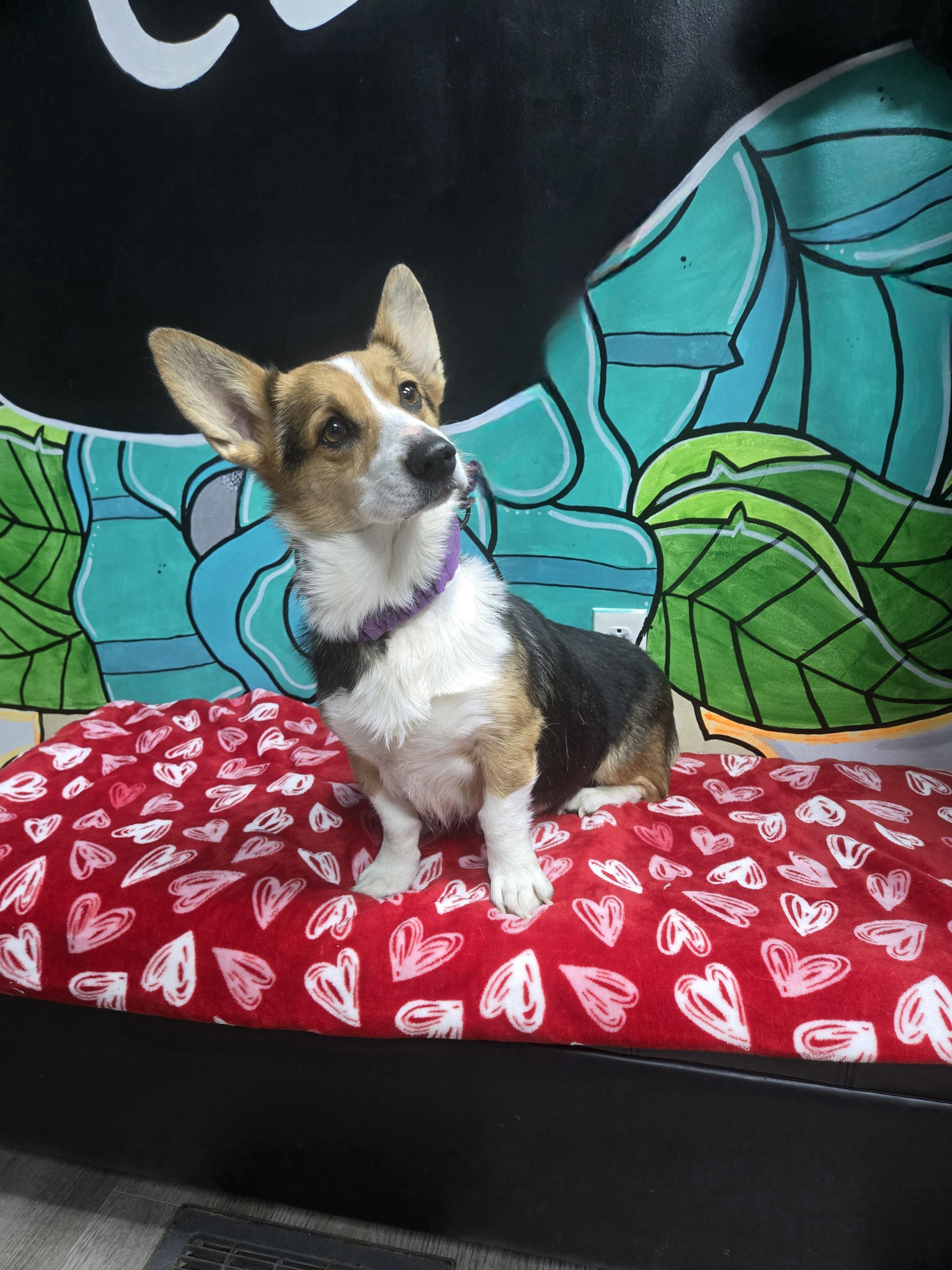 SCARLETT tinycauseadopt@gmail.com , adoptable, Adult Female Corgi.