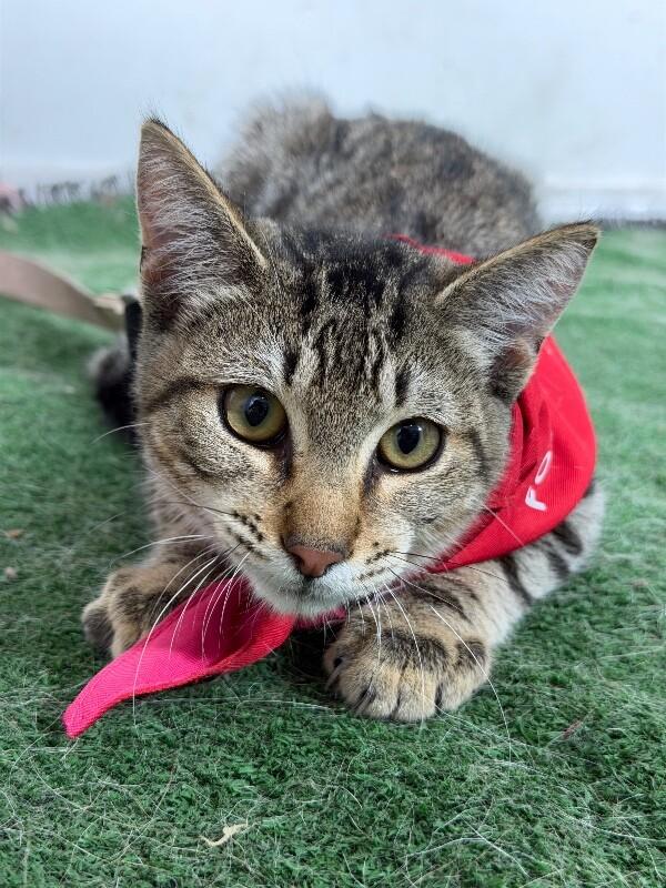Cooper The Cat-One of our Amazing Rescue Cats photo