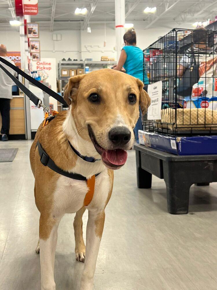 Enlarge Cameo, a Adoptable mixed breed in Naranjito, PR image 1/4