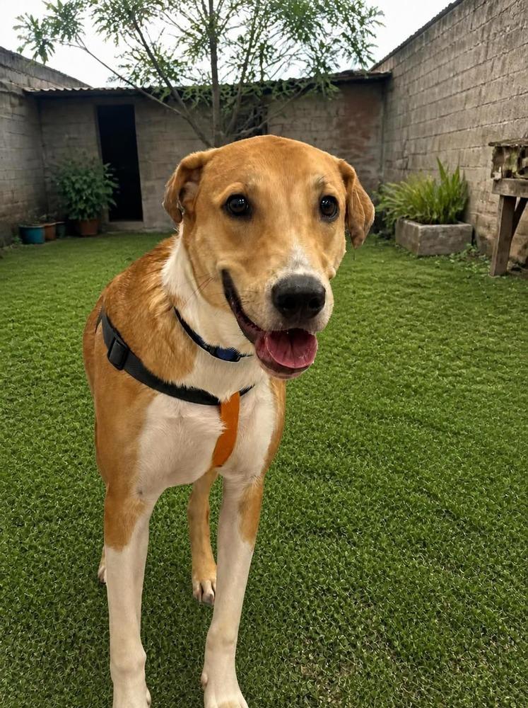 Cameo, a Adoptable mixed breed in Naranjito, PR image 2/5
