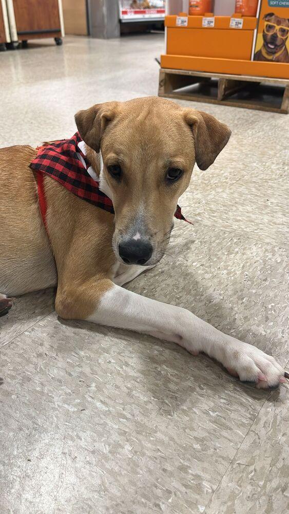 Enlarge Cameo, a Adoptable mixed breed in Naranjito, PR image 2/4