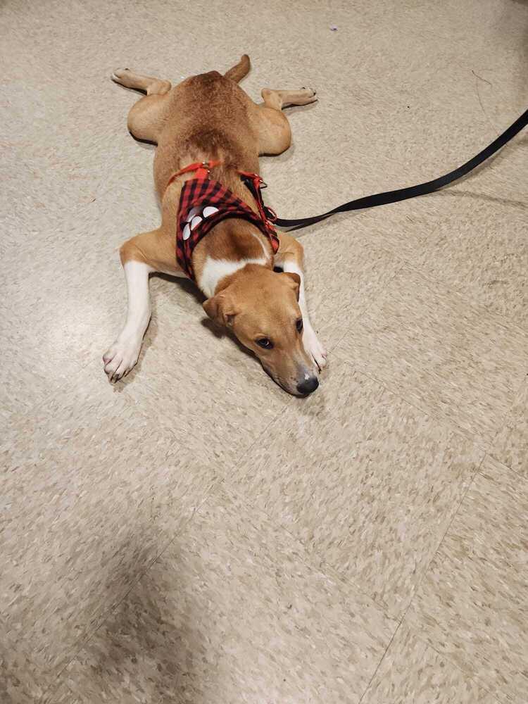 Enlarge Cameo, a Adoptable mixed breed in Naranjito, PR image 3/4