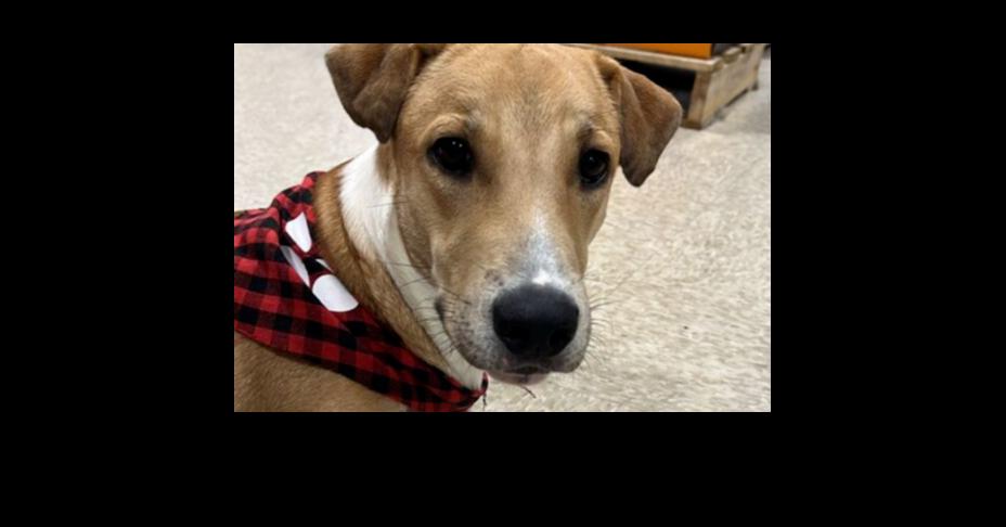 Enlarge Cameo, a Adoptable mixed breed in Naranjito, PR image 4/4