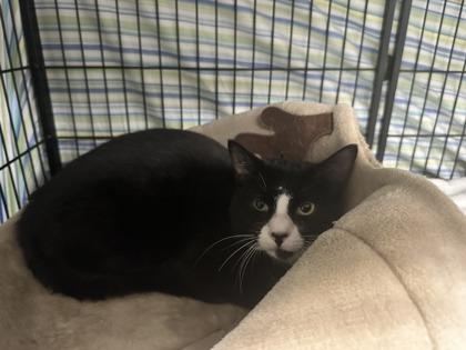 Calhoun, Adoptable, Adult Male Domestic Short Hair & Domestic Short Hair.