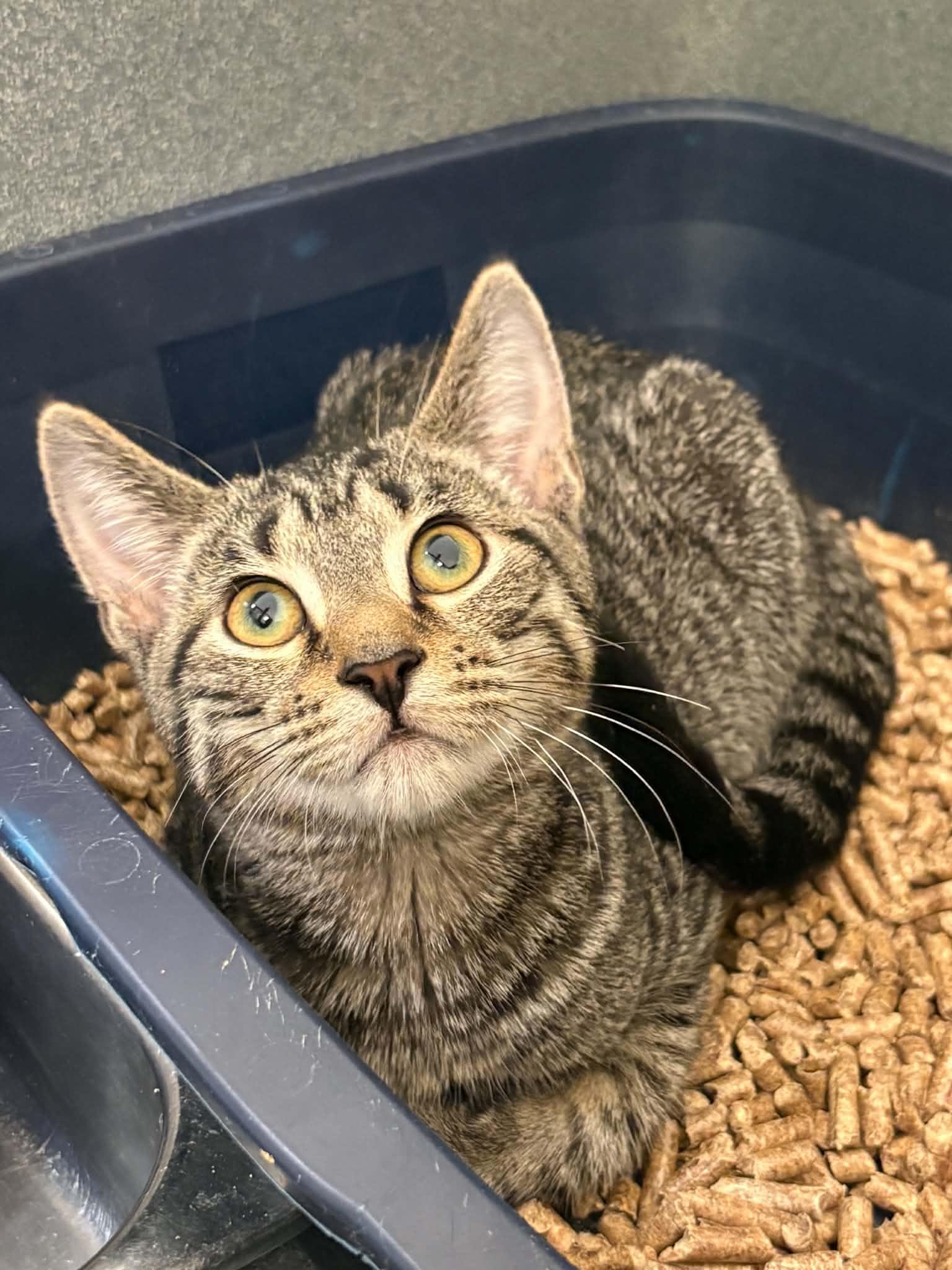 Noodle, Adopted, Young Male Domestic Short Hair.