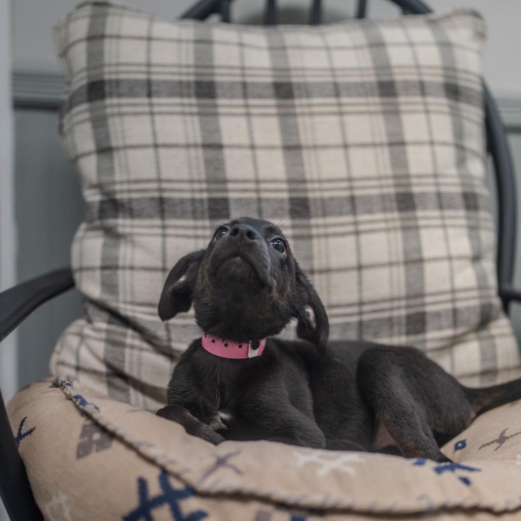 Angie, Adoptable, Puppy Female Black Labrador Retriever & Hound.