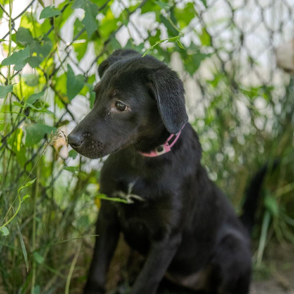 Angie, Adoptable, Puppy Female Black Labrador Retriever & Hound.