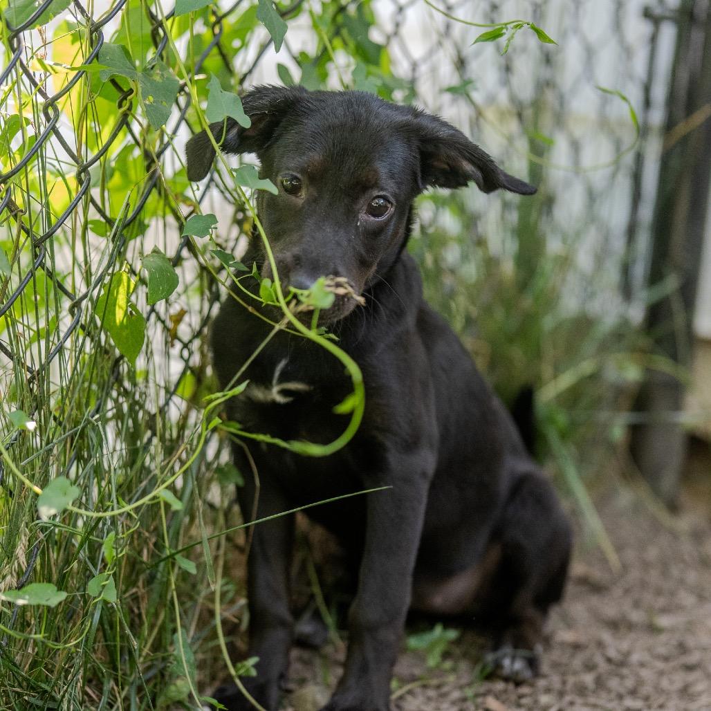 Enlarge Angie, a Adoptable mixed breed in Pawling, NY image 2/6