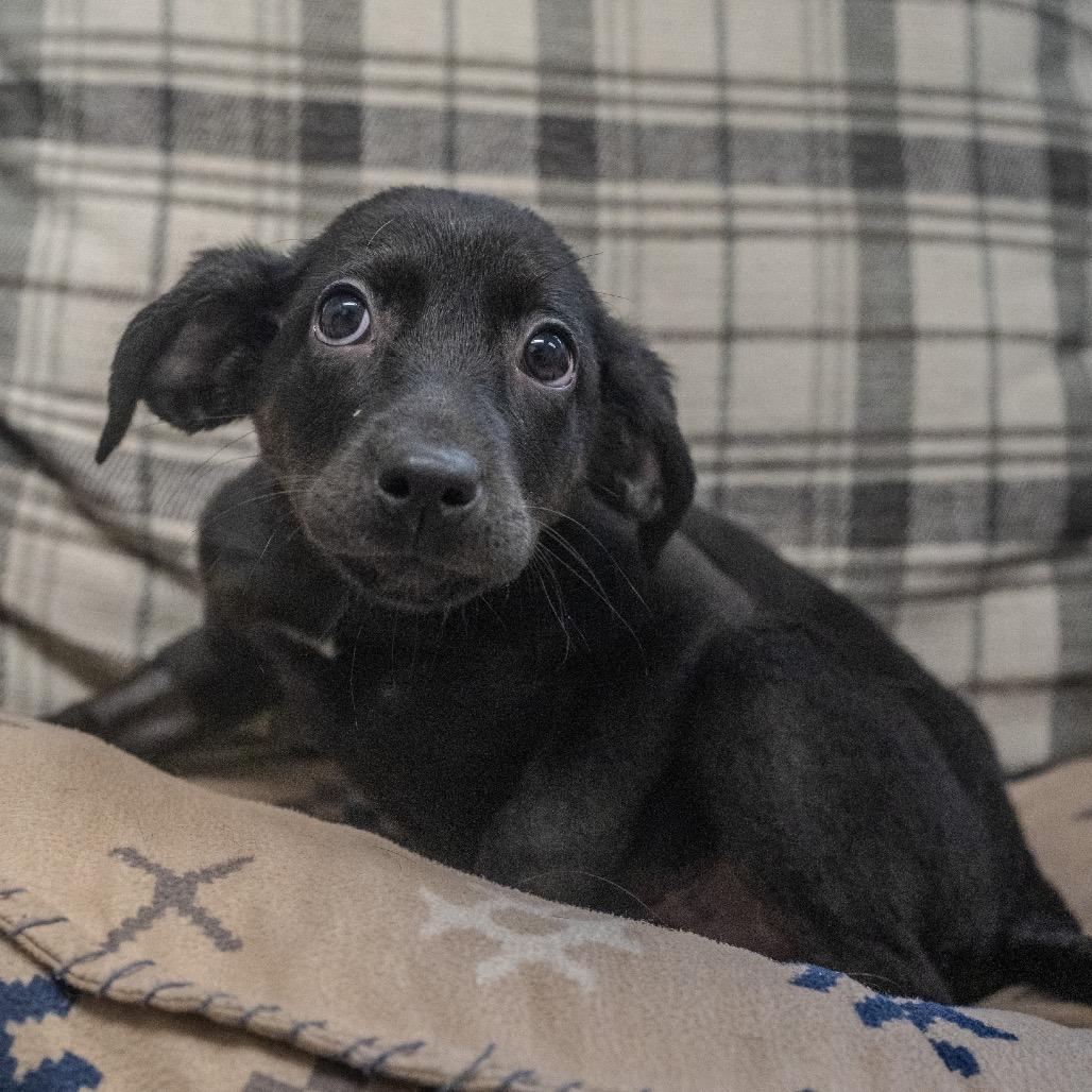 Angie, a Adoptable mixed breed in Pawling, NY image 2/6