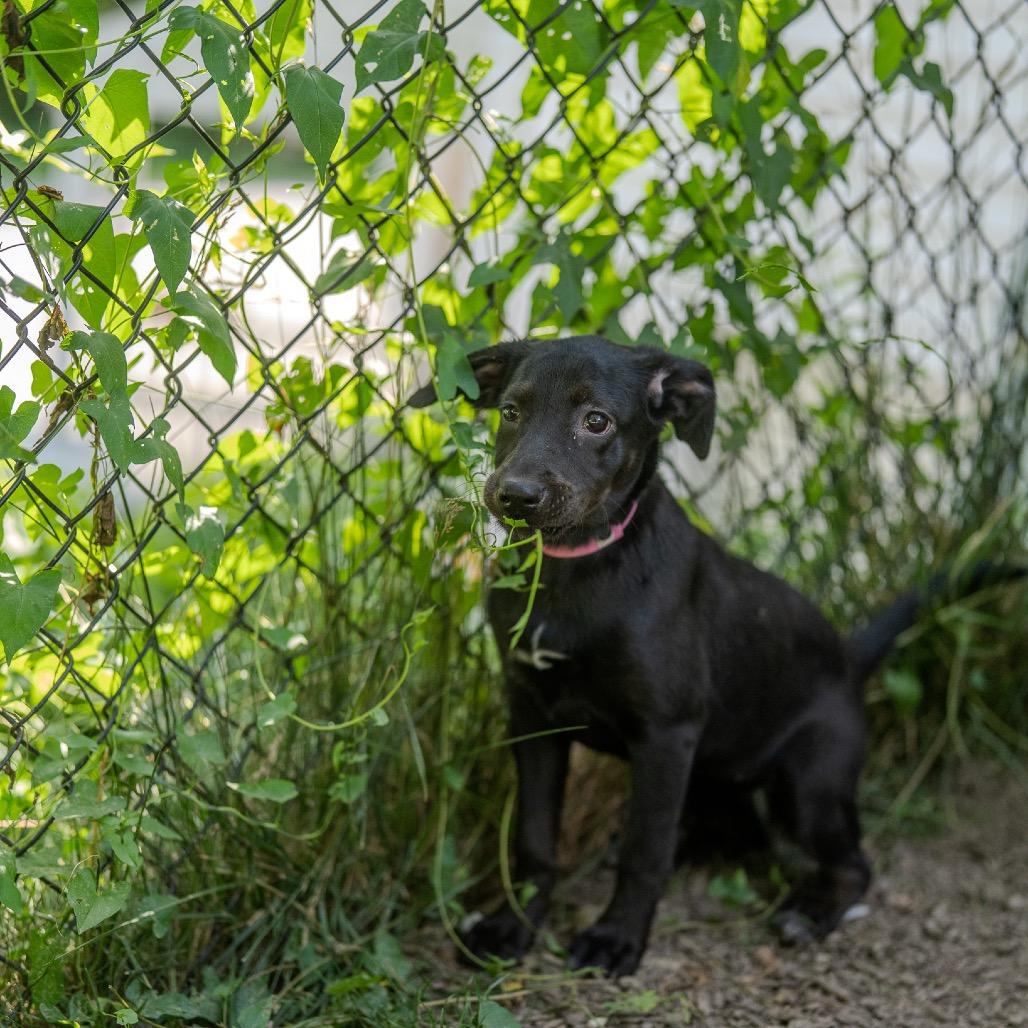Enlarge Angie, a Adoptable mixed breed in Pawling, NY image 3/6