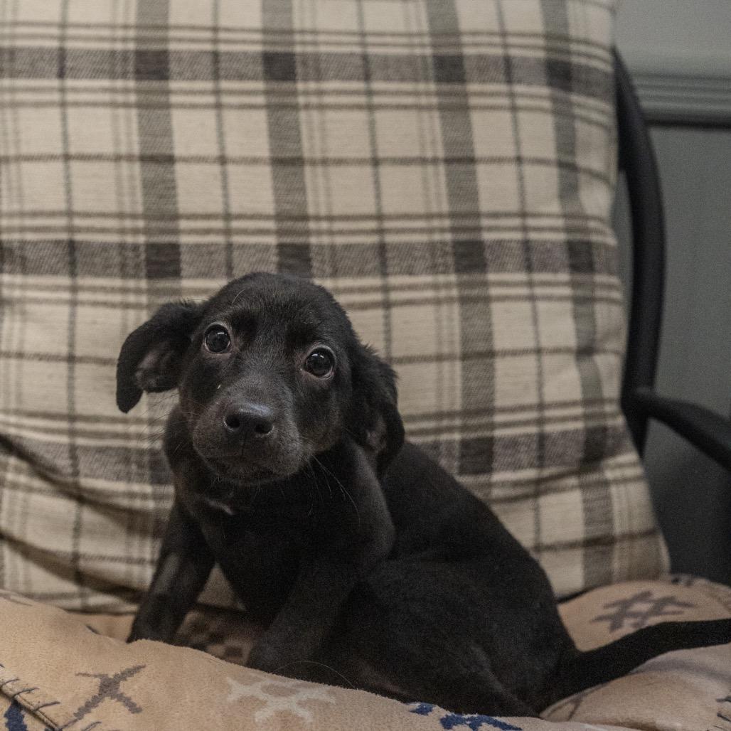 Angie, a Adoptable mixed breed in Pawling, NY image 3/6