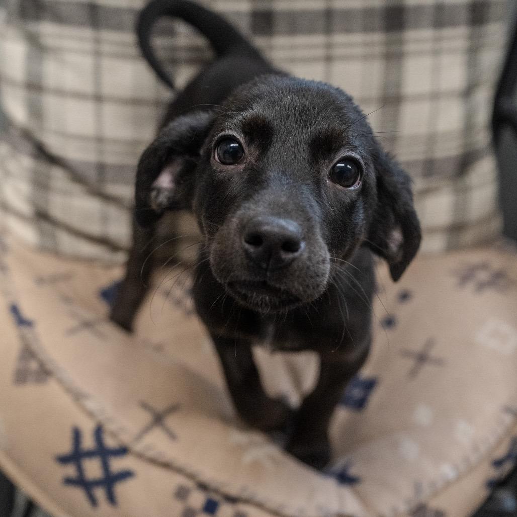 Angie, a Adoptable mixed breed in Pawling, NY image 4/6