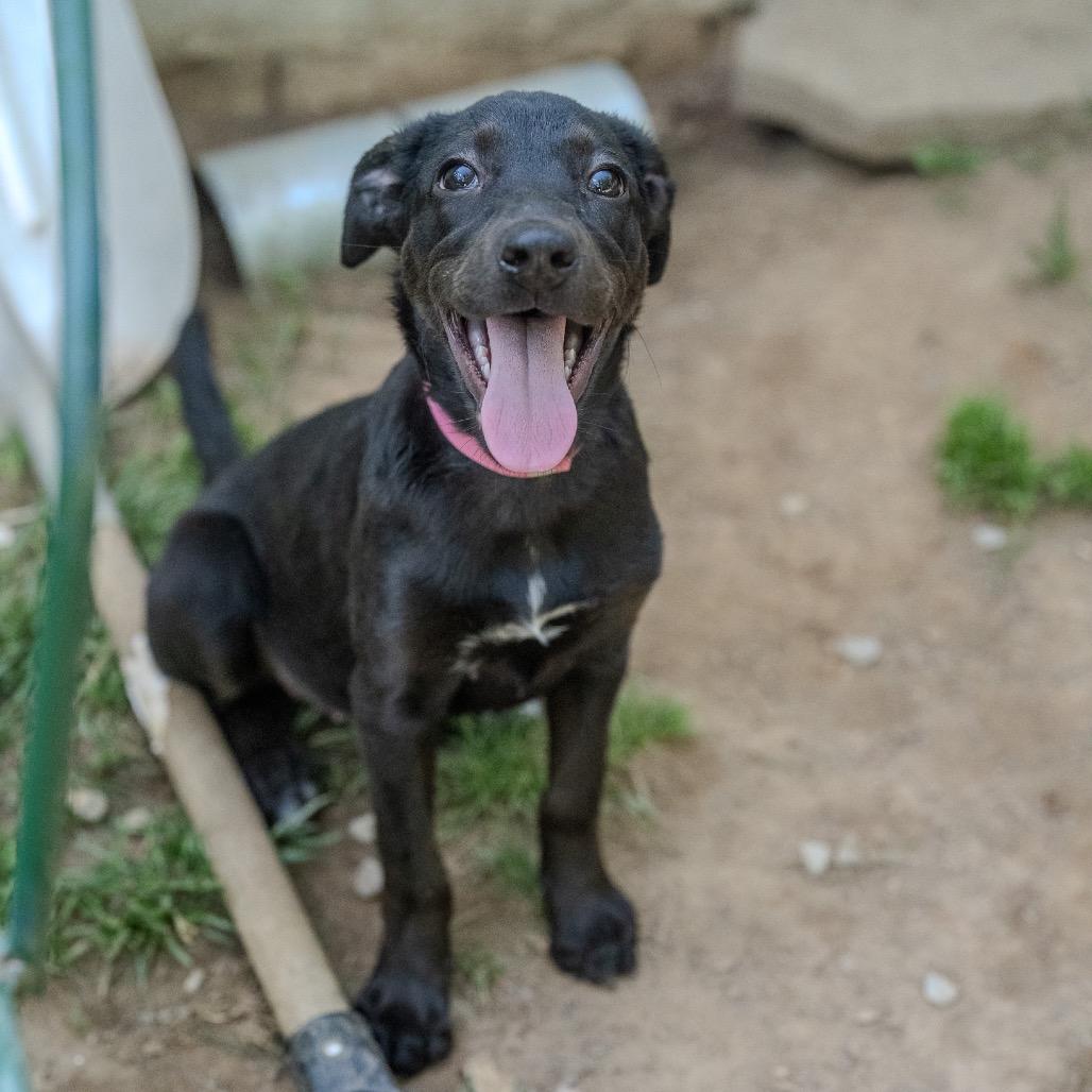 Enlarge Angie, a Adoptable mixed breed in Pawling, NY image 4/6